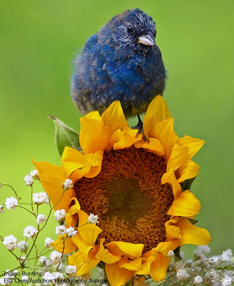 Foto de ave do National Audubon Society