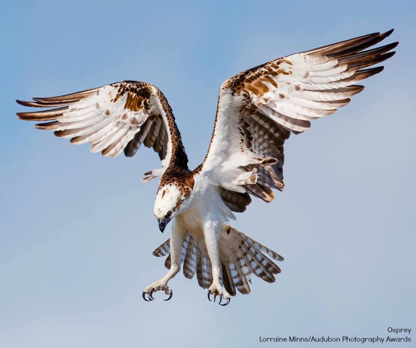 Foto de ave do National Audubon Society