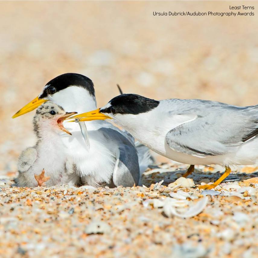 Foto de ave do National Audubon Society
