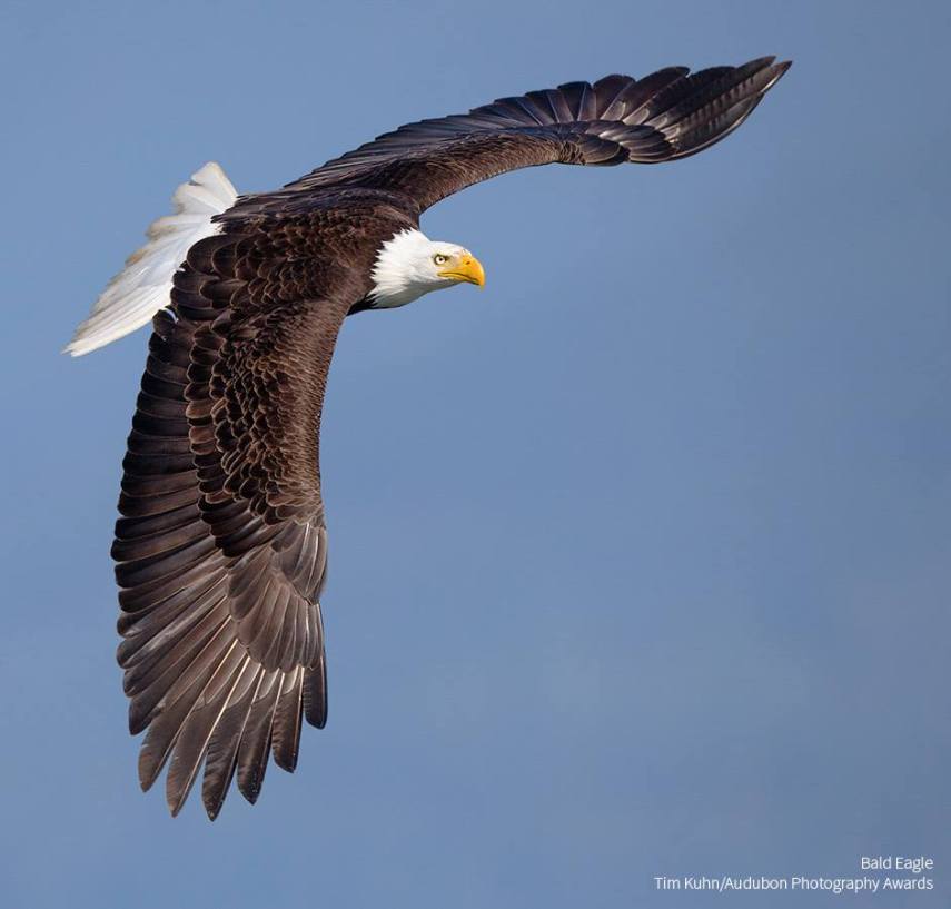 Foto de ave do National Audubon Society