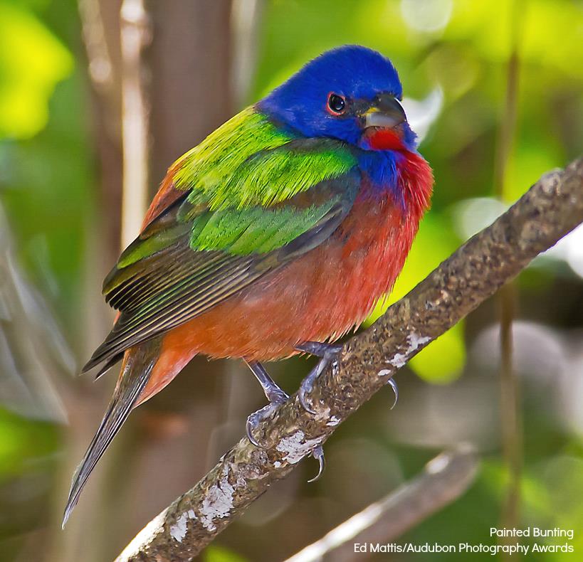 Foto de ave do National Audubon Society