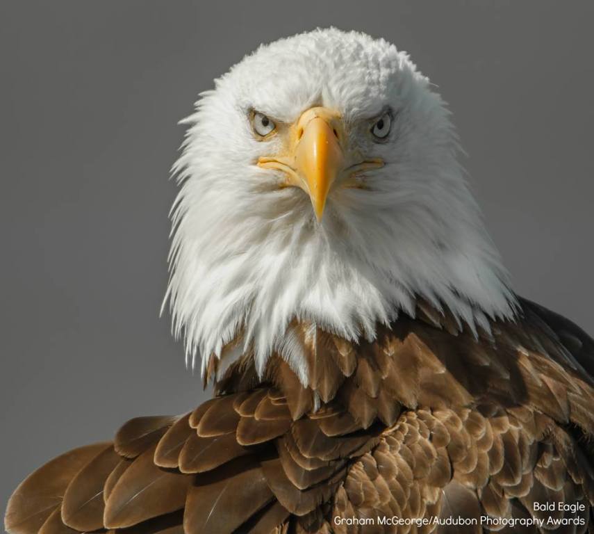 Foto de ave do National Audubon Society