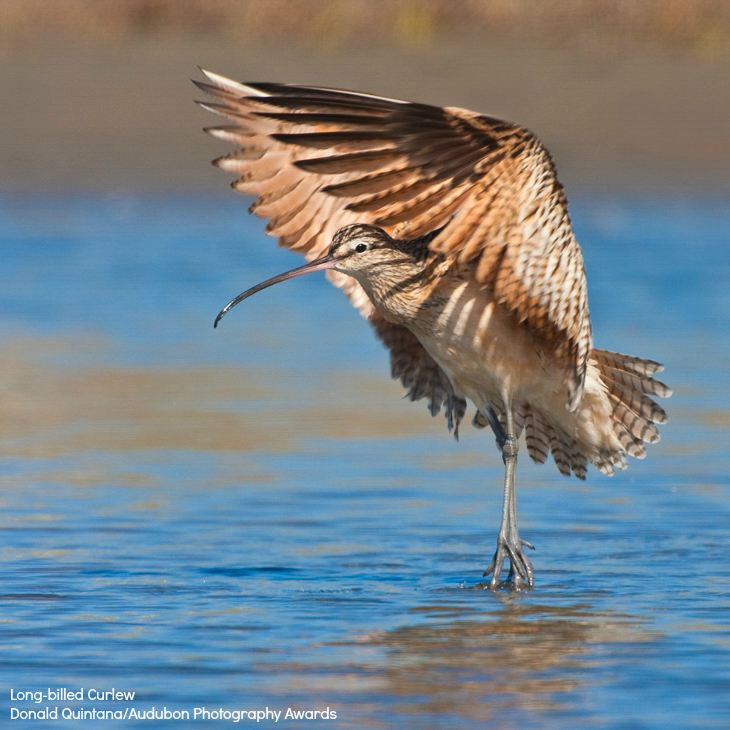 Foto de ave do National Audubon Society