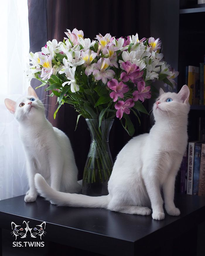 Esses gêmeos nasceram com heterocromia, uma anomalia que muda a cor dos olhos. Isso só os torna ainda mais perfeitinhos, fala sério! O instagram dos gatos russos já conta com quase 50 milhões de seguidores. Não é para menos!