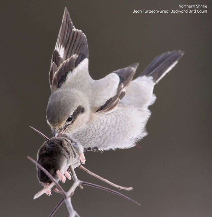 Foto de ave do National Audubon Society