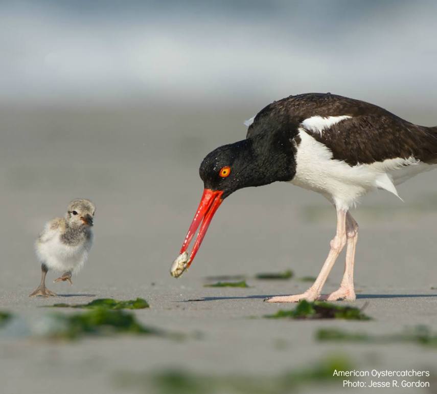 Foto de ave do National Audubon Society