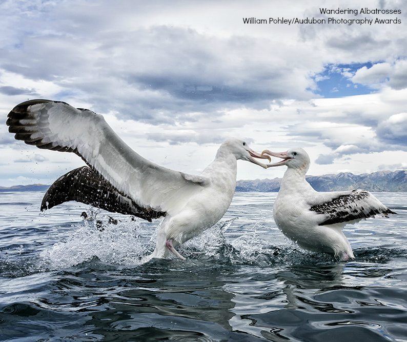 Foto de ave do National Audubon Society