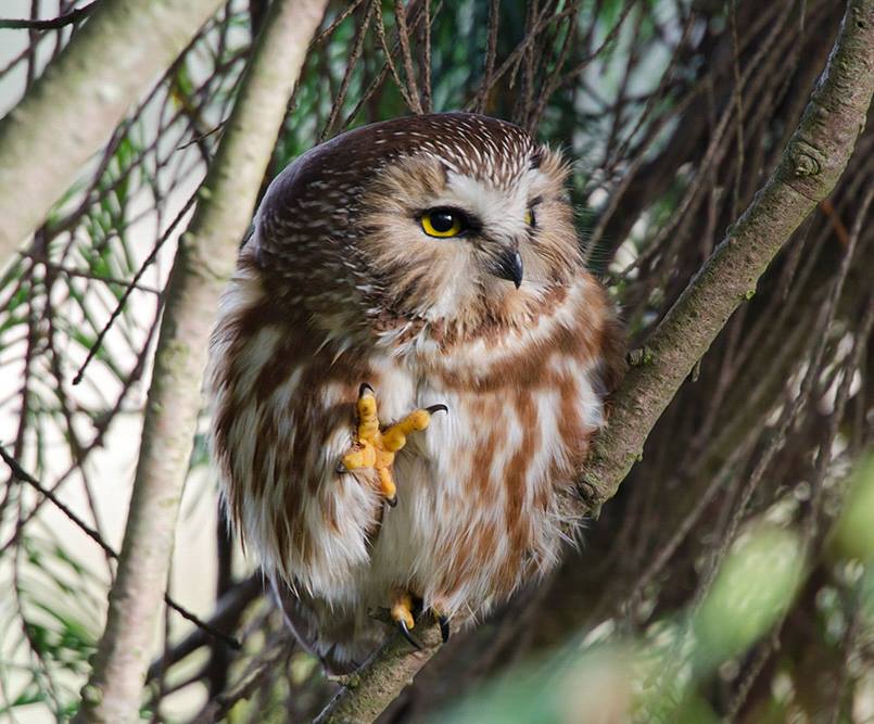 Foto de ave do National Audubon Society
