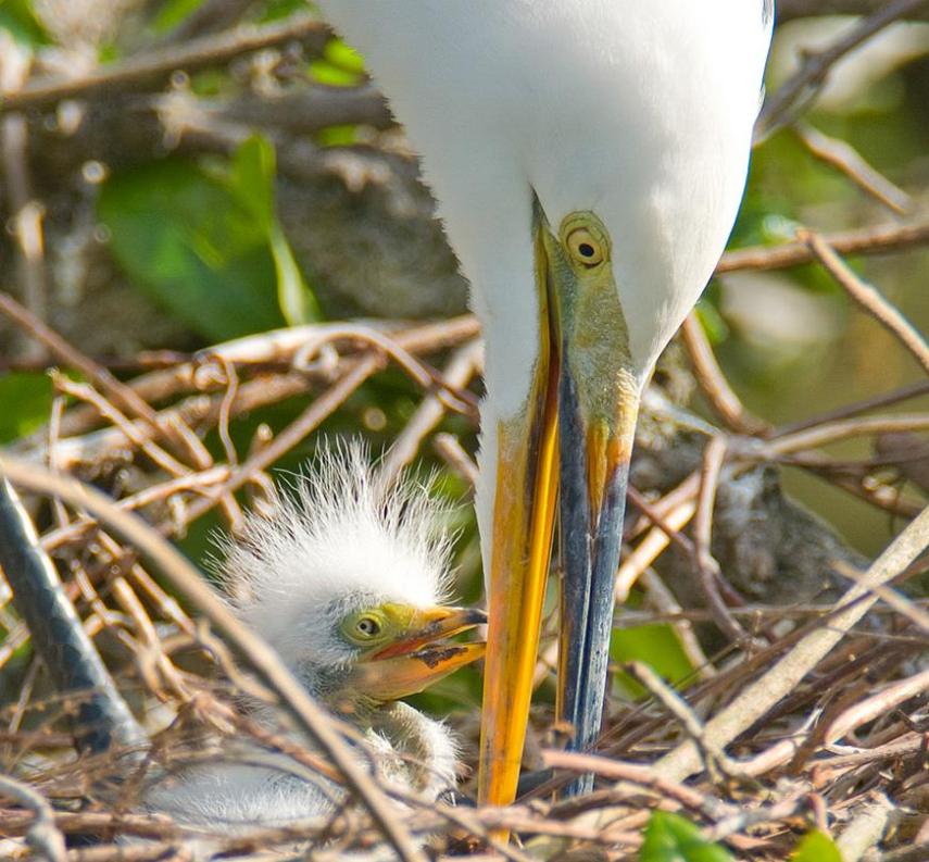 Foto de ave do National Audubon Society