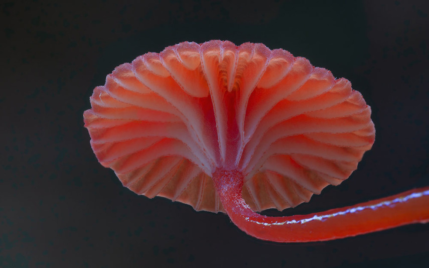 O fotógrafo Steve Axford se aventura na natureza em busca de novas espécies de cogumelos. Incrível como cada um tem suas próprias características, né?