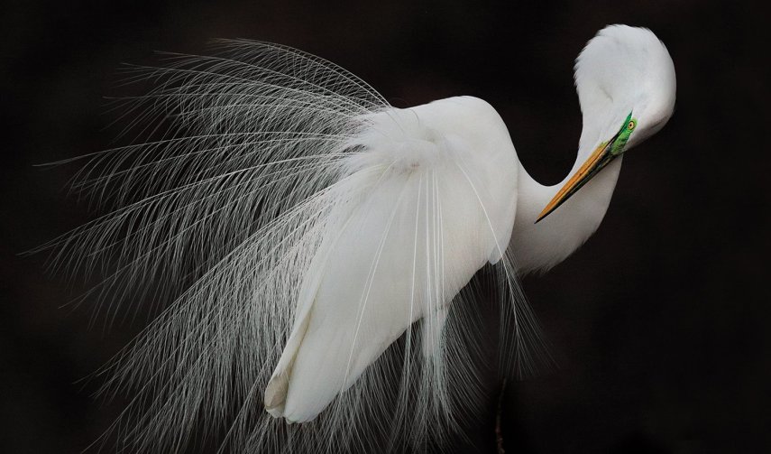 Foto de ave do National Audubon Society