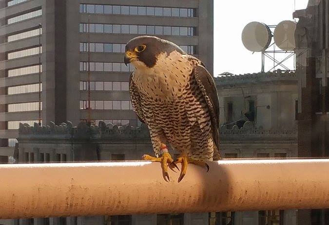 Foto de ave do National Audubon Society