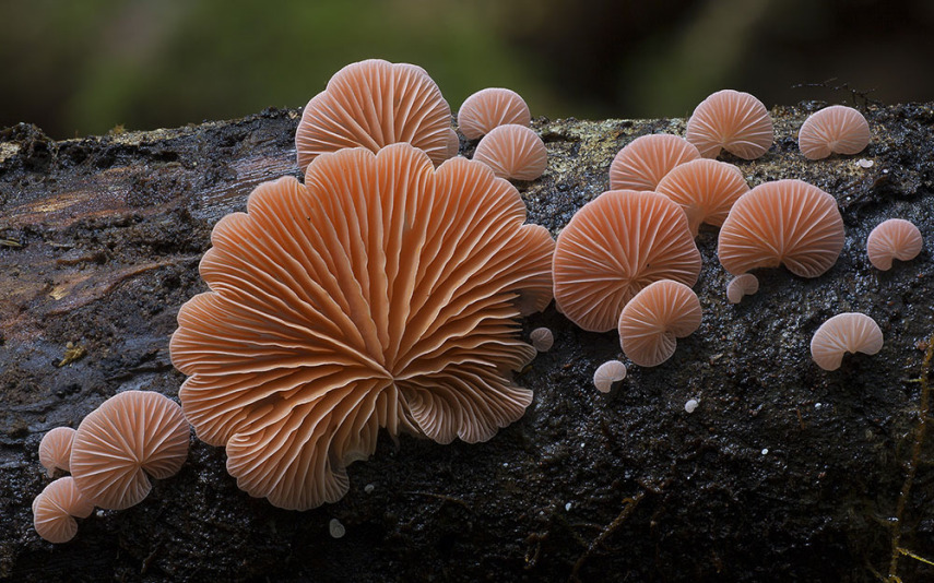 O fotógrafo Steve Axford se aventura na natureza em busca de novas espécies de cogumelos. Incrível como cada um tem suas próprias características, né?