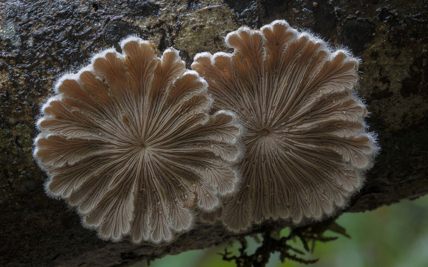 O fotógrafo Steve Axford se aventura na natureza em busca de novas espécies de cogumelos. Incrível como cada um tem suas próprias características, né?