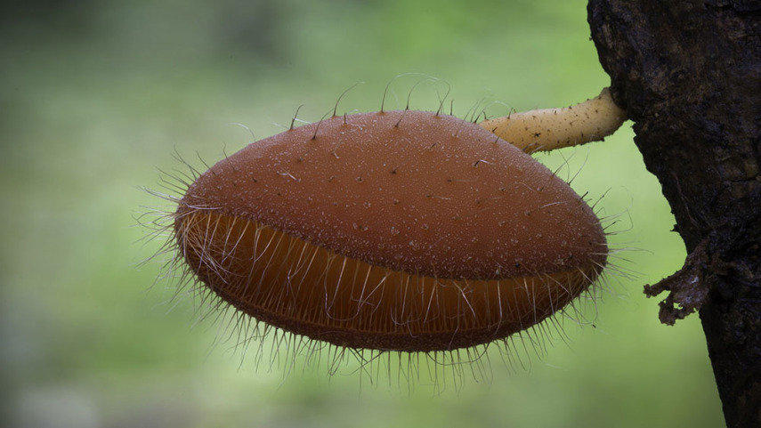 O fotógrafo Steve Axford se aventura na natureza em busca de novas espécies de cogumelos. Incrível como cada um tem suas próprias características, né?