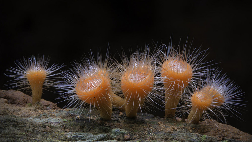 O fotógrafo Steve Axford se aventura na natureza em busca de novas espécies de cogumelos. Incrível como cada um tem suas próprias características, né?