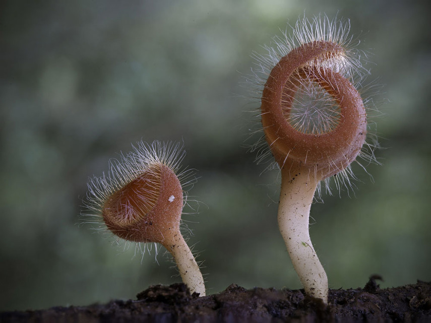 O fotógrafo Steve Axford se aventura na natureza em busca de novas espécies de cogumelos. Incrível como cada um tem suas próprias características, né?