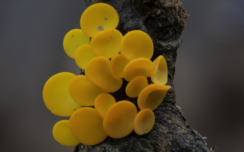 O fotógrafo Steve Axford se aventura na natureza em busca de novas espécies de cogumelos. Incrível como cada um tem suas próprias características, né?