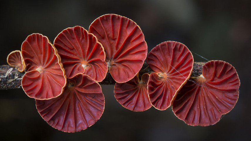 O fotógrafo Steve Axford se aventura na natureza em busca de novas espécies de cogumelos. Incrível como cada um tem suas próprias características, né?