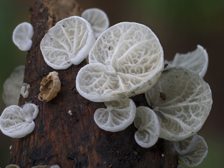 O fotógrafo Steve Axford se aventura na natureza em busca de novas espécies de cogumelos. Incrível como cada um tem suas próprias características, né?