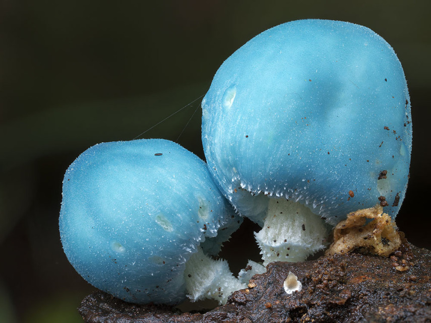 O fotógrafo Steve Axford se aventura na natureza em busca de novas espécies de cogumelos. Incrível como cada um tem suas próprias características, né?