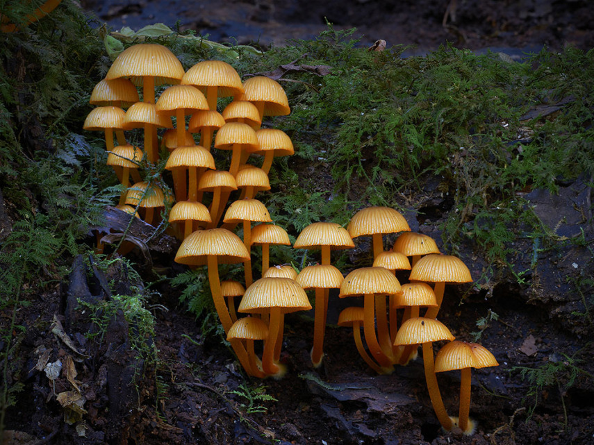 O fotógrafo Steve Axford se aventura na natureza em busca de novas espécies de cogumelos. Incrível como cada um tem suas próprias características, né?