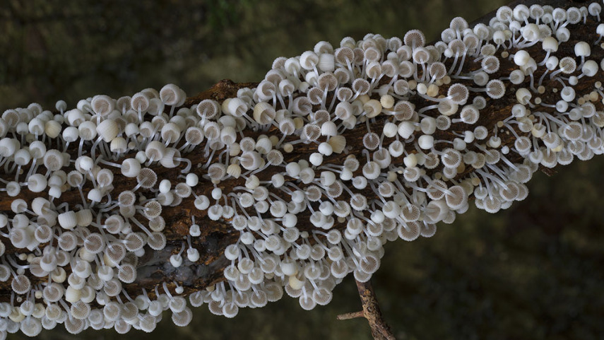 O fotógrafo Steve Axford se aventura na natureza em busca de novas espécies de cogumelos. Incrível como cada um tem suas próprias características, né?