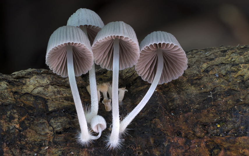 O fotógrafo Steve Axford se aventura na natureza em busca de novas espécies de cogumelos. Incrível como cada um tem suas próprias características, né?