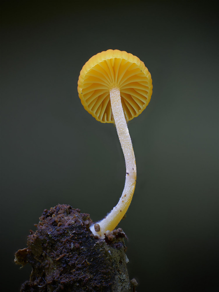 O fotógrafo Steve Axford se aventura na natureza em busca de novas espécies de cogumelos. Incrível como cada um tem suas próprias características, né?