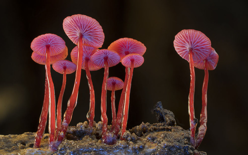 O fotógrafo Steve Axford se aventura na natureza em busca de novas espécies de cogumelos. Incrível como cada um tem suas próprias características, né?