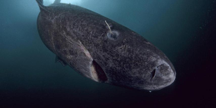 Tubarão da Groelândia pode viver 400 anos