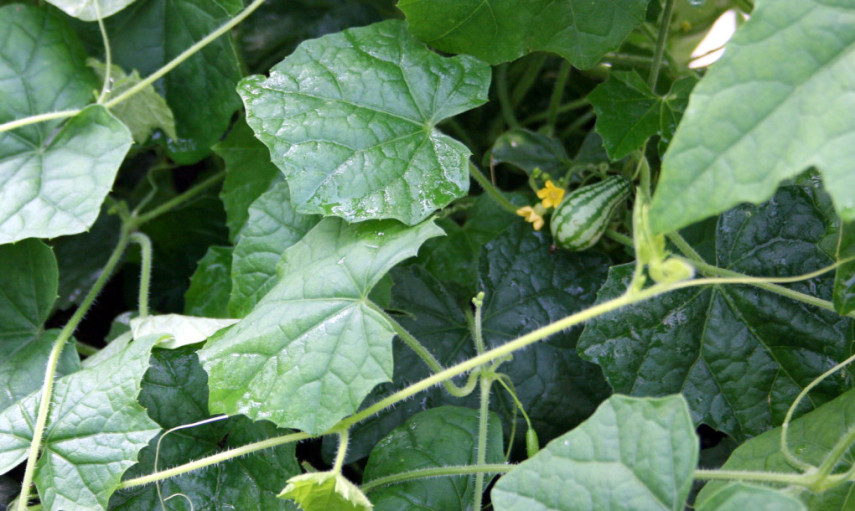 Conheça a pepilancia, mistura de pepino com melancia