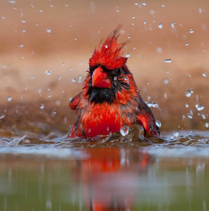 Foto de ave do National Audubon Society