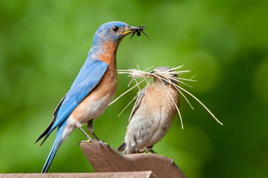 Foto de ave do National Audubon Society