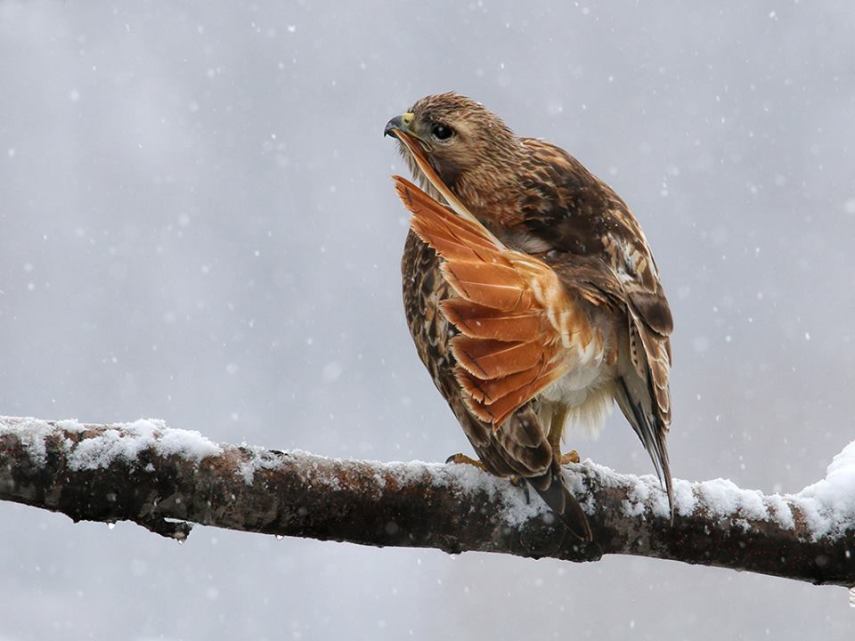 Foto de ave do National Audubon Society