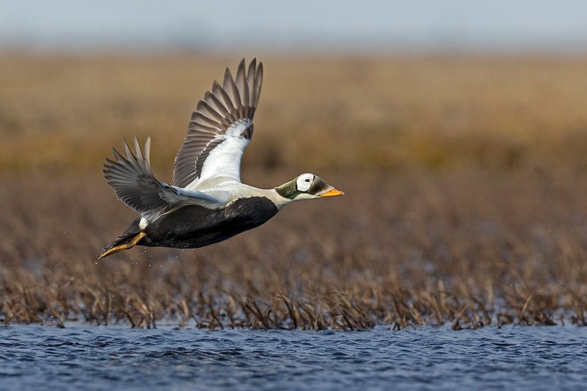 Foto de ave do National Audubon Society