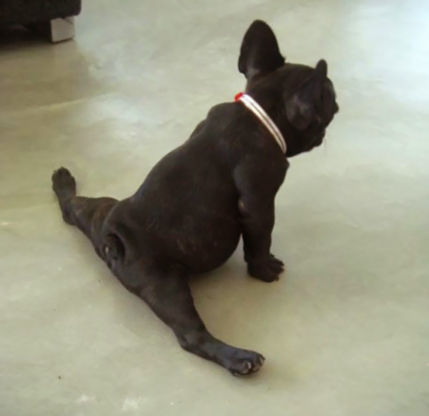 Esses animais simplesmente arrasam na yoga