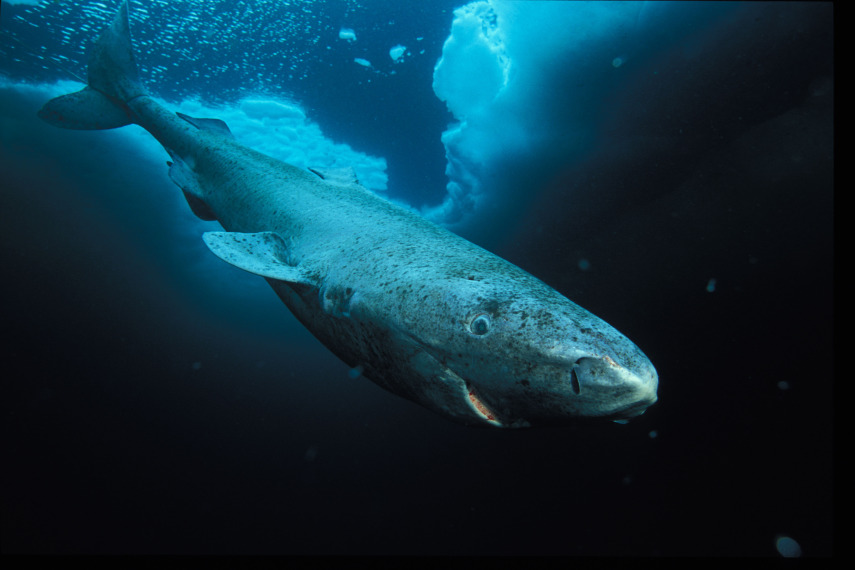 Tubarão da Groelândia pode viver 400 anos