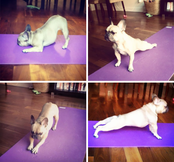 Esses animais simplesmente arrasam na yoga