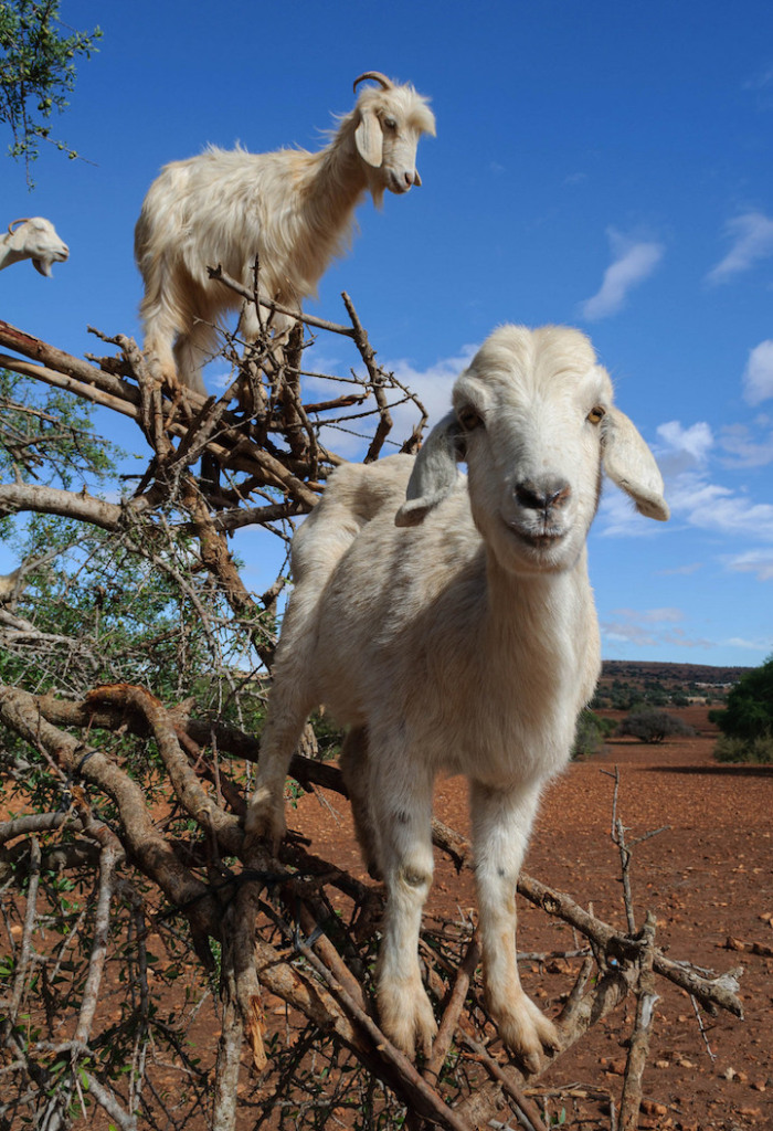 Cabras do Marrocos que sobem em árvores 
