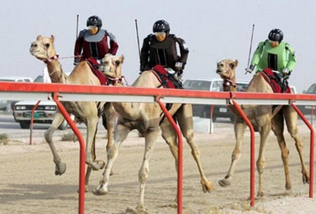 Corrida de camelo é um esporte popular no mundo árabe. Porém, uma curiosidade bastante interessante são os robôs-jóqueis. Antigamente, era comum que essa posição fosse ocupada por uma criança. Porém, as coisas saíram do controle e milhares de crianças foram sequestradas de suas famílias e vendidas no mercado negron para essa finalidade. Os Emirados Árabes Unidos proibiram as crianças menores de 16 anos de competir e uma empresa começou a criar jóqueis robôs conhecidos em 2003. Os robôs são controlados por operadores que dirigem carros ao longo das trilhas e chicoteiam os camelos apertando um botão
