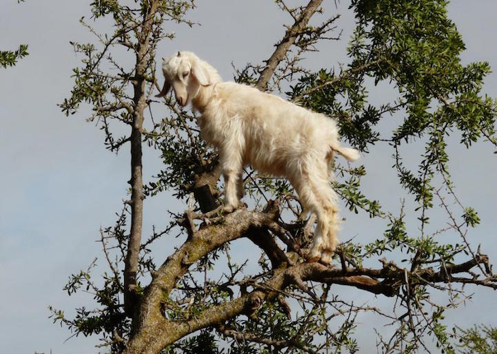 Cabras do Marrocos que sobem em árvores 