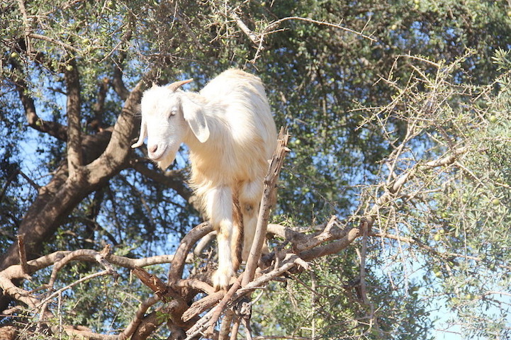 Cabras do Marrocos que sobem em árvores 