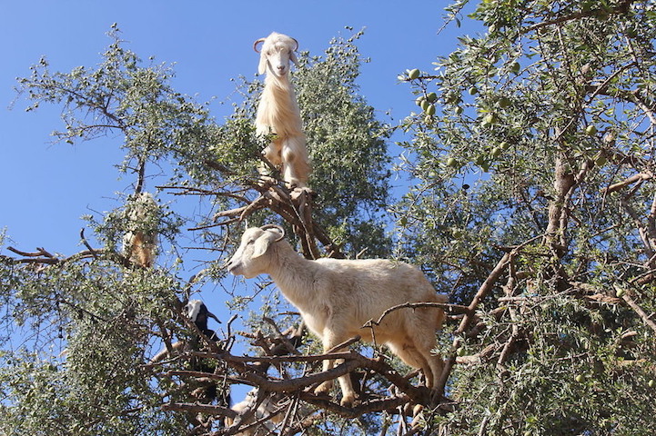 Cabras do Marrocos que sobem em árvores 