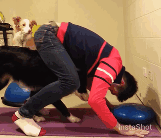 Esses animais simplesmente arrasam na yoga