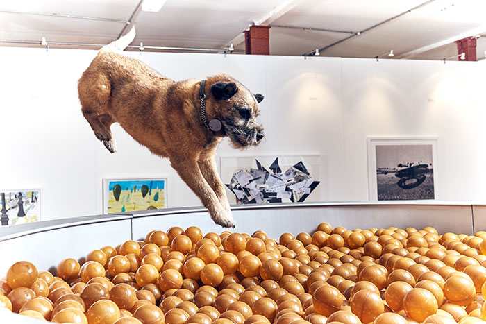 O artista e designer Dominic Wilcox abriu a primeira exposição de arte do mundo que é destinada aos cachorros em Londres, na Inglaterra