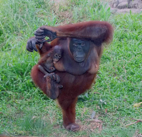 Esses animais simplesmente arrasam na yoga