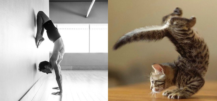 Série Hommes et Chatons
