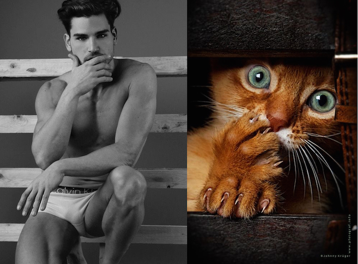 Série Hommes et Chatons