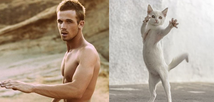 Série Hommes et Chatons